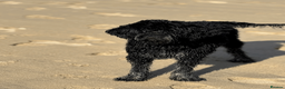 Portuguese Water Dog dogs for sale: Pure Unique Portuguese Water  Dogs  in Redruth - Advert 15