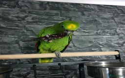 Parrots birds for sale: Amazon parrot for sale  - Image 2