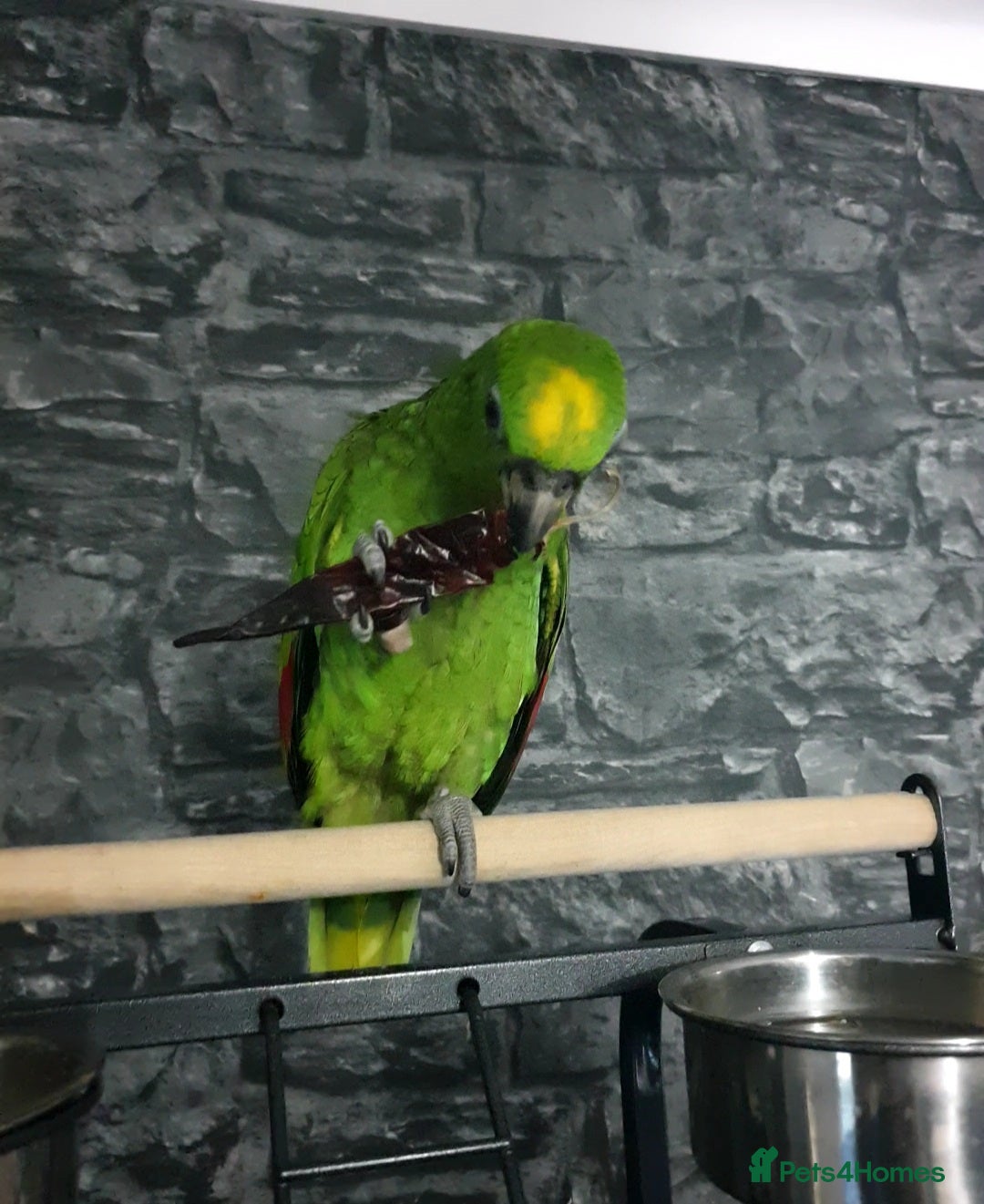 Parrots birds for sale: Amazon parrot for sale  - Image 2