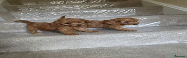 Cockapoo 5