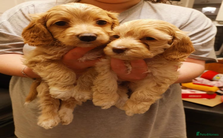 Cockapoo dogs - Advert 1