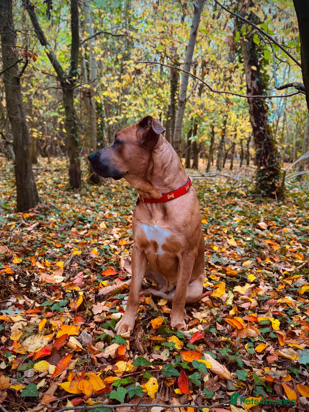 Rhodesian Ridgeback dogs for stud: RR X Bullmastiff for stud - Free with pup back  - Advert 2