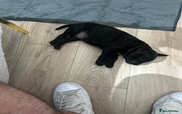 Mixed Breed dogs for sale: Mix French bulldog X American bulldog - Image 5