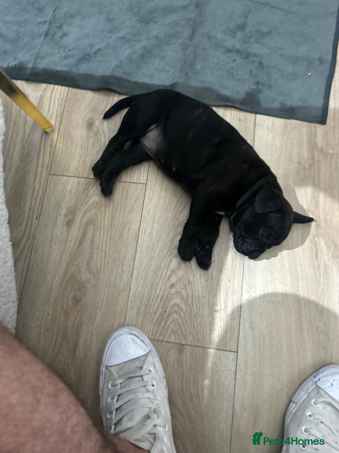 Mixed Breed dogs for sale: Mix French bulldog X American bulldog - Image 5