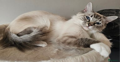 Ragdoll cats - Advert 13