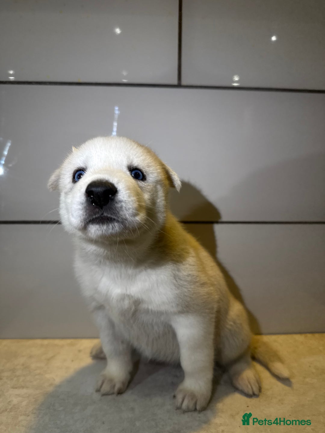 Siberian Husky dogs for sale: Husky Puppies 🩵🩷 - Advert 18