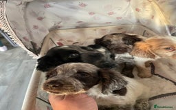 Cocker Spaniel dogs for sale: Healthy puppies - Image 21