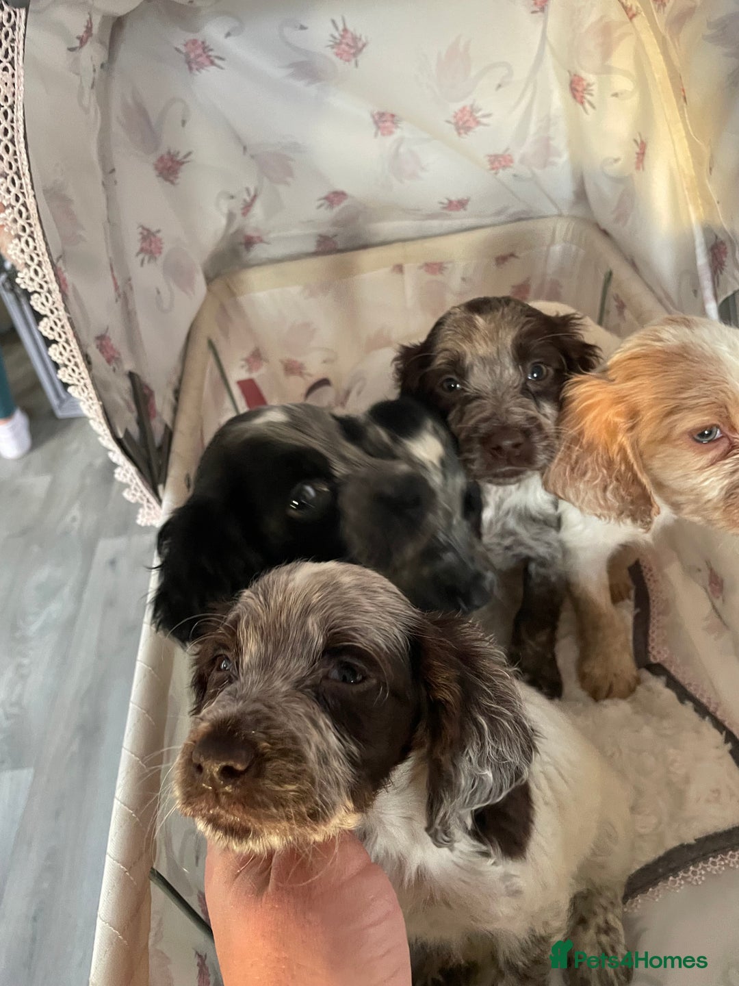 Cocker Spaniel dogs for sale: Healthy puppies - Image 21