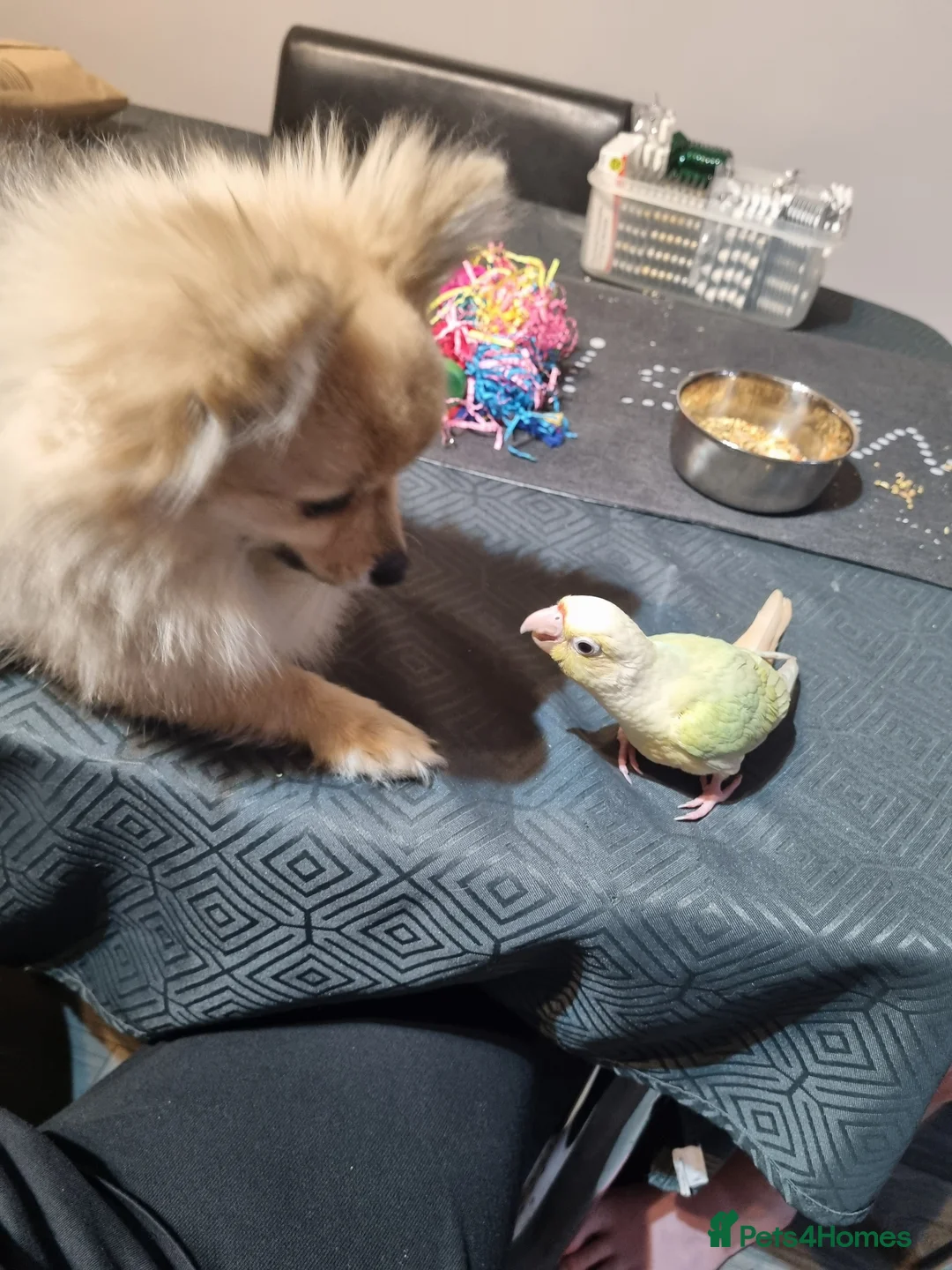 Conures birds for sale: Beauriful Pair of conures - Advert 8