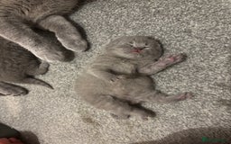 British Shorthair cats for sale: 5 generation pedigree BSH male kittens - Image 1