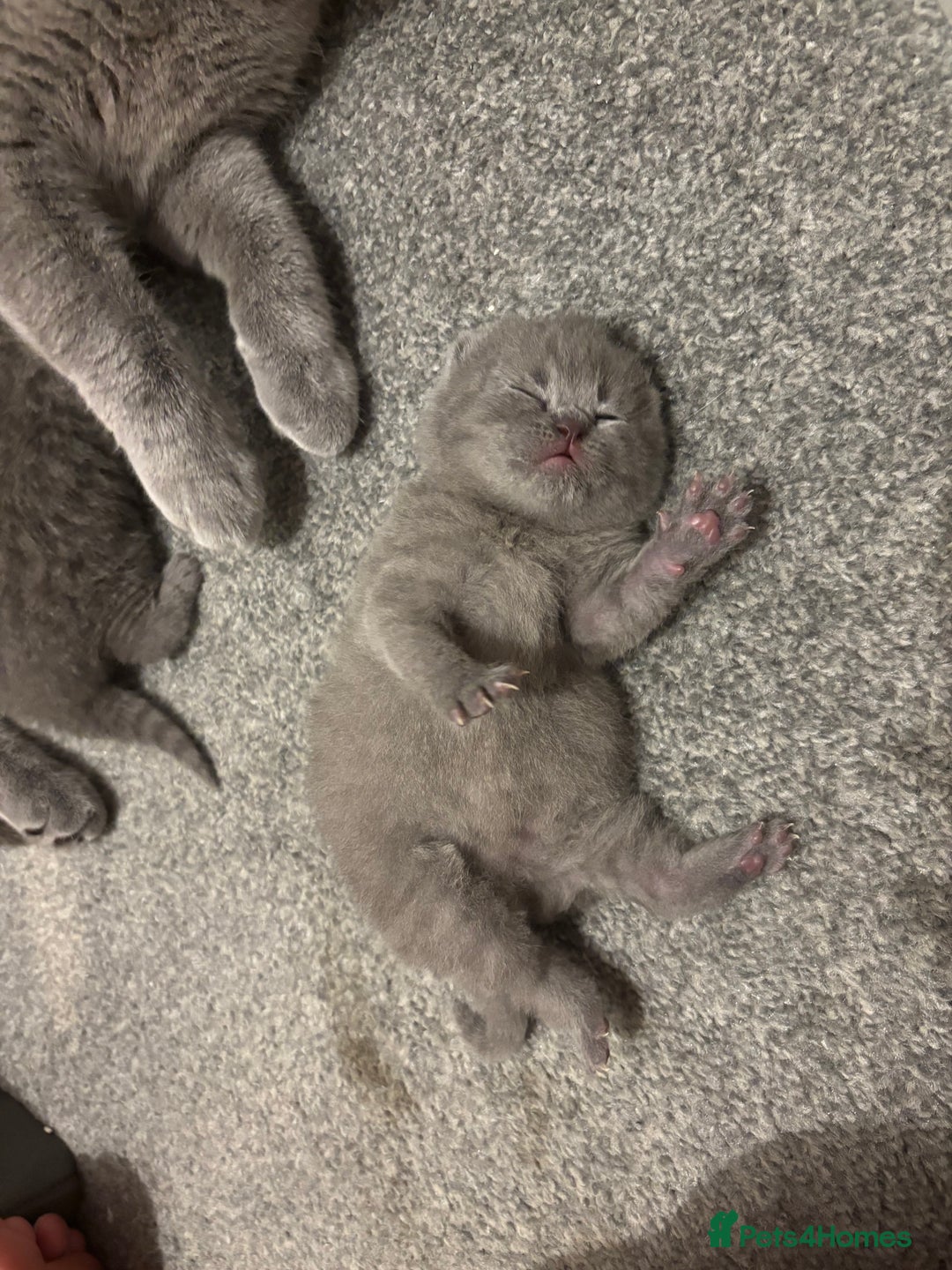 British Shorthair cats for sale: 5 generation pedigree BSH male kittens - Image 1
