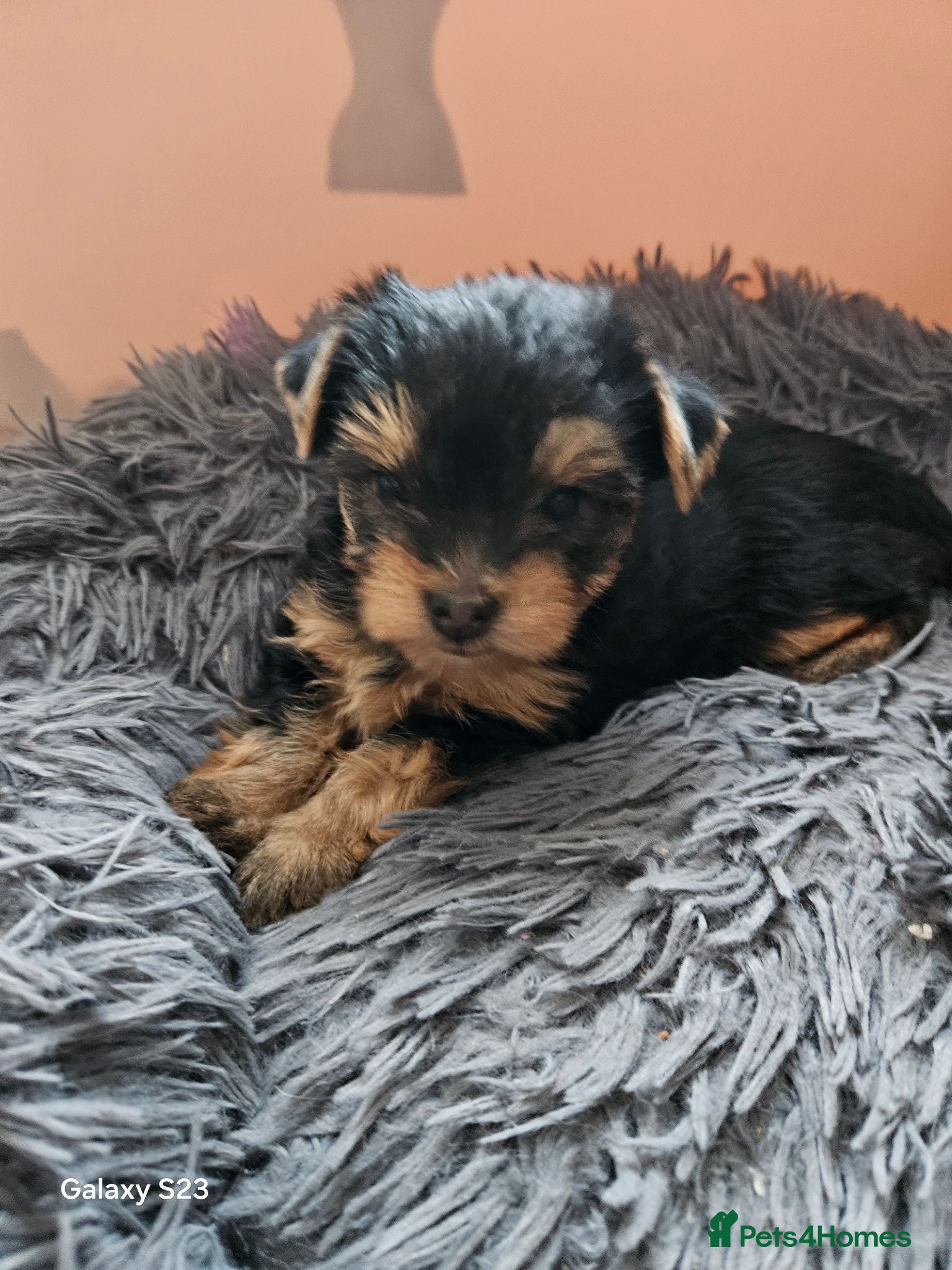 Yorkshire Terrier dogs  🐾 Beautiful Yorkshire Terrier Boys - Advert 10