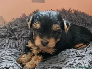 Yorkshire Terrier dogs 🐾 Beautiful Yorkshire Terrier Boys - Advert 1
