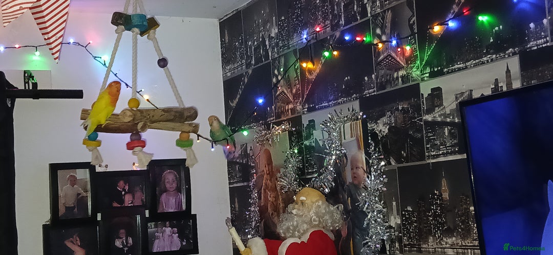 Lovebirds birds for sale: 2 paired love birds with cage - Advert 3