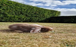 English Lop rabbits for sale: 6 adorable bunnies £60 each ready for a fun home  - Image 11