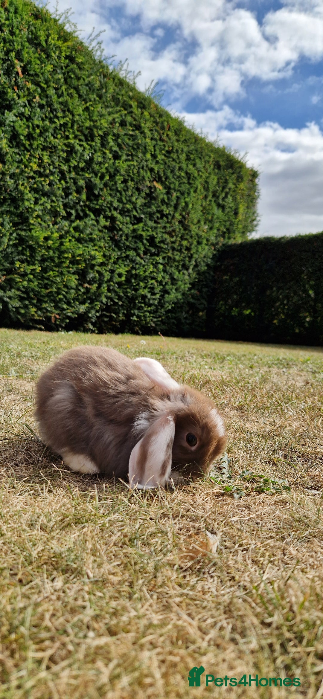 English Lop rabbits for sale: 6 adorable bunnies £60 each ready for a fun home  - Image 11