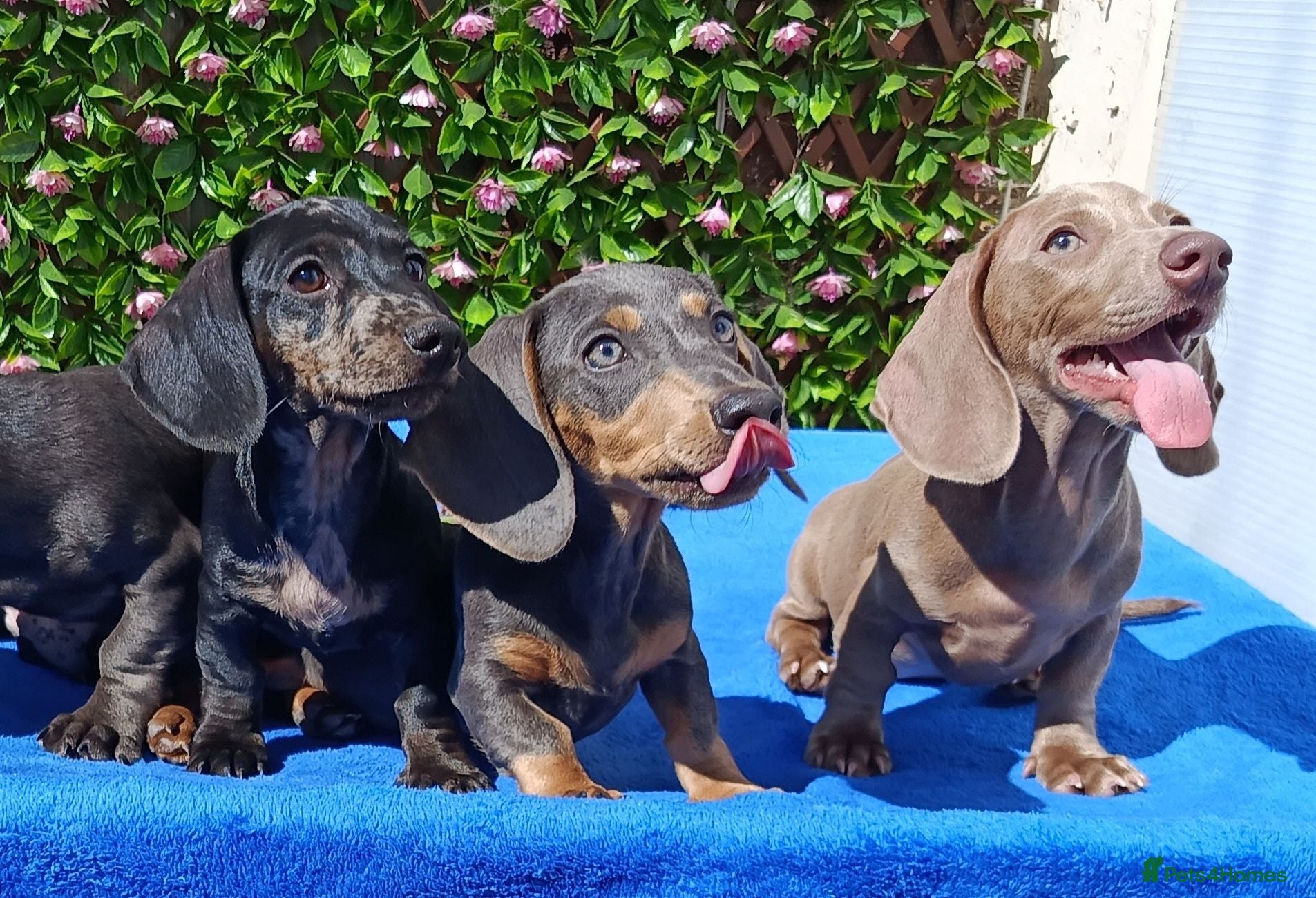 Dachshund dogs FULLY VAX READY NOW QUAILTY MINI KC Reg PRA CLEAR  - Advert 1