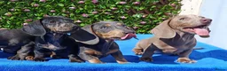 Dachshund dogs for sale: HUGO FULLY VAX  QUAILTY MINI KC Reg PRA CLEAR  - Advert 6