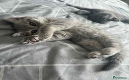 British Shorthair cats for sale: Reduced last bsh kitten available  - Image 3