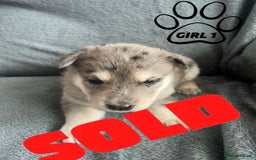 Mixed Breed dogs for sale: Beautiful German Shepherd × ChowXmalamute Puppies - Image 11