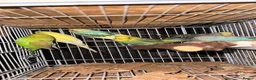 Budgerigars birds for sale: Mixed Budgies 6-12months male and frmale - Advert 8