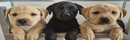 Labrador Retriever dogs for sale: KC Registered Working Labrador pups - Advert 3