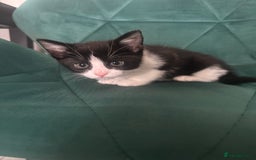 Mixed Breed cats for sale: Beautiful black and white girl - Image 1