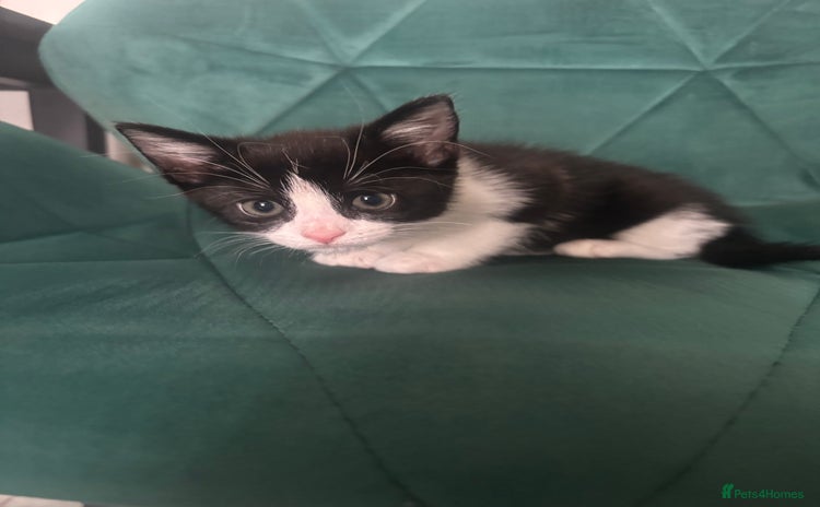 Mixed Breed cats - Advert 10
