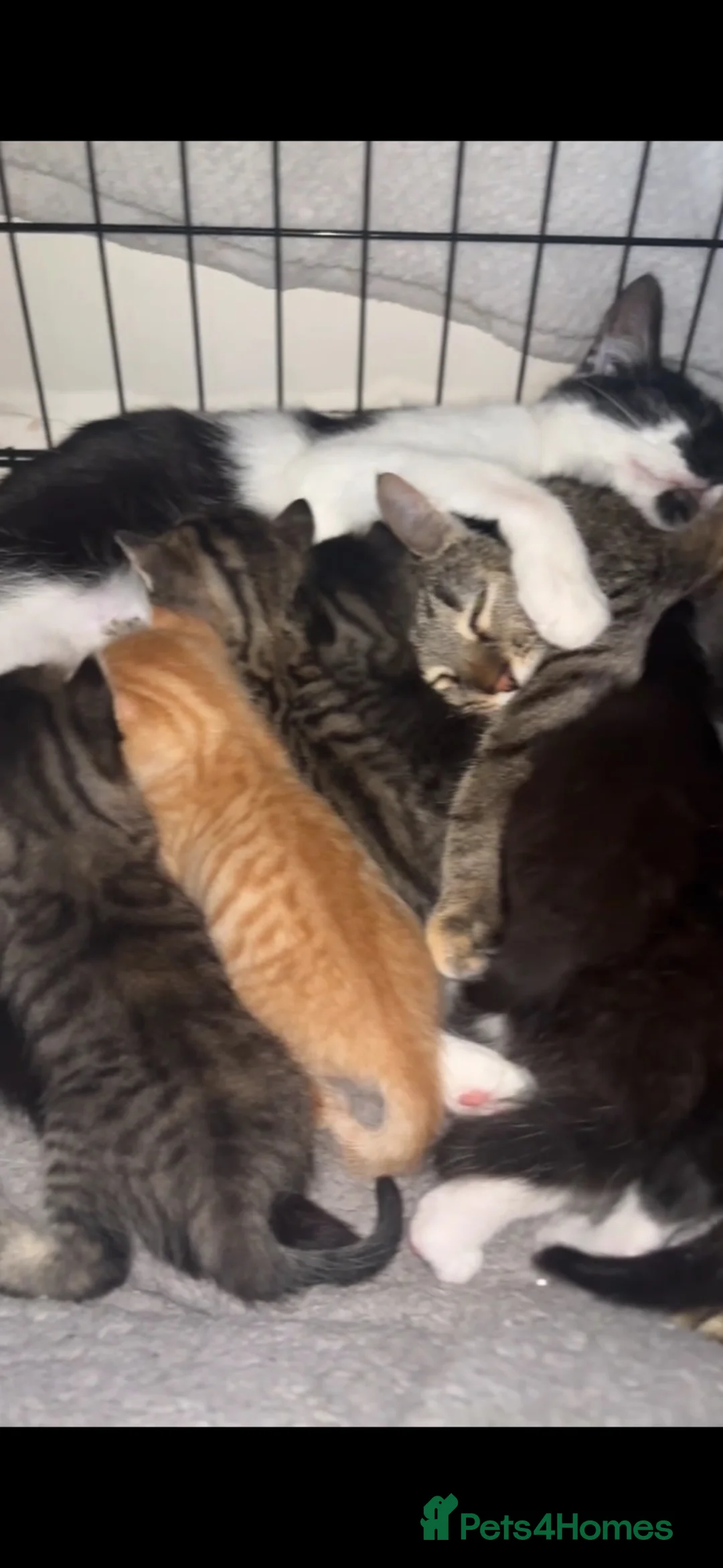Mixed Breed cats for sale: tabby’s and tuxedo kittens - Advert 1