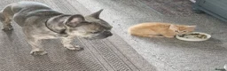 Mixed Breed cats for sale: 2 bouncy baby boys - Advert 6