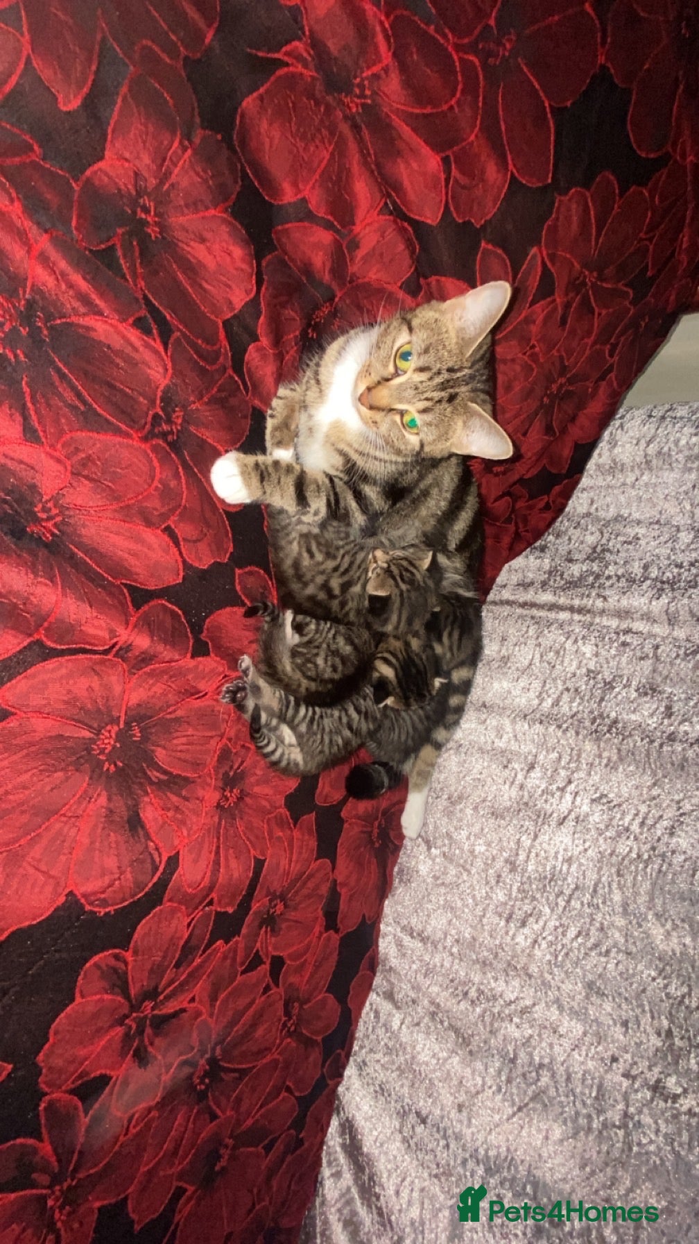 Tibetan cats 4 beautiful tabby kittens - Advert 1