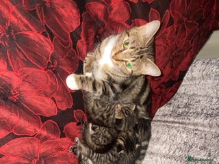 Tibetan cats 4 cute and beautiful kittens 8 weeks old - Advert 1