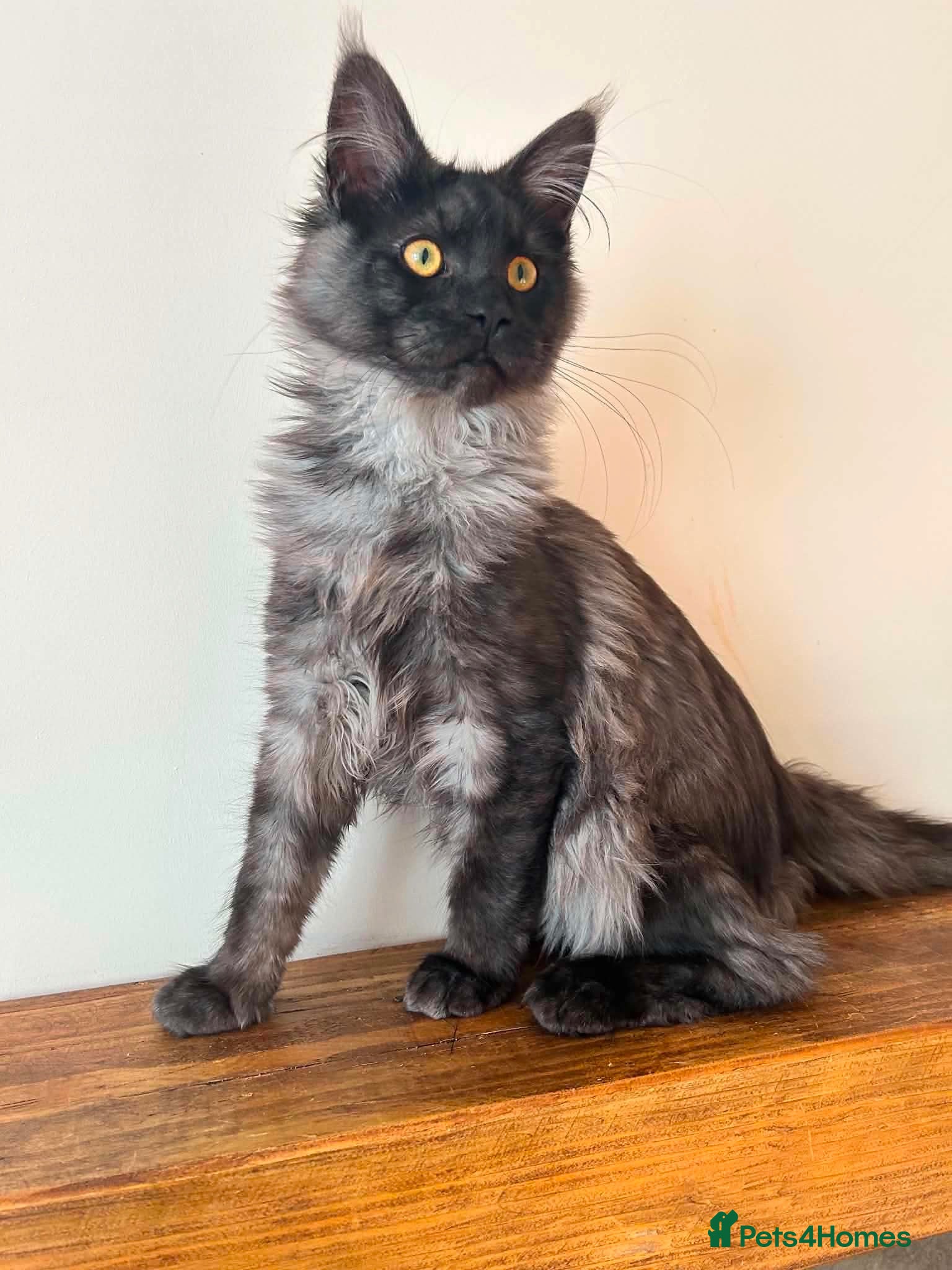 Maine Coon cats ⭐️⭐️TICA REGISTERED BLACK SMOKE MAINECOON BOY⭐️⭐️ - Advert 15