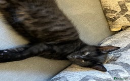 Mixed Breed cats for sale: 3 Black/brown striped Tabby cross Kittens  - Image 5