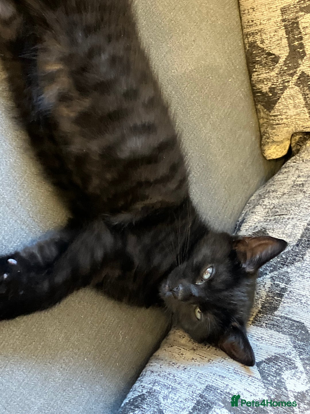 Mixed Breed cats for sale: 3 Black/brown striped Tabby cross Kittens  - Image 5