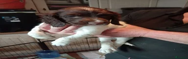 English Springer Spaniel yellow