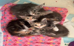 Maine Coon cats for sale: Tica registered kittens - Image 1