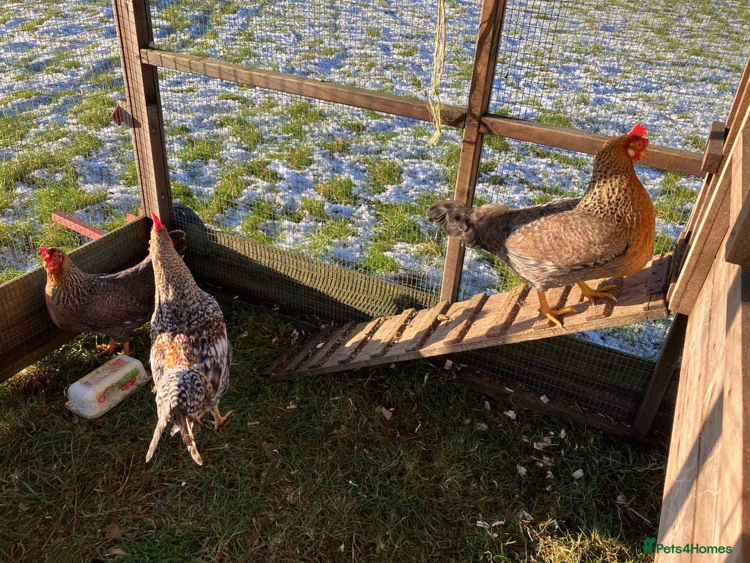 Hens poultry for sale: Trio of cream legbar for sale - Advert 2