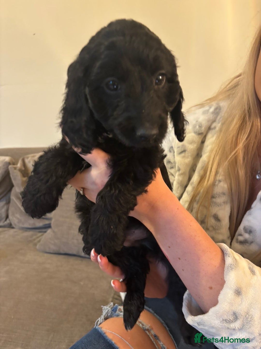 Cockapoo dogs for sale: Cockerpoos - Image 4