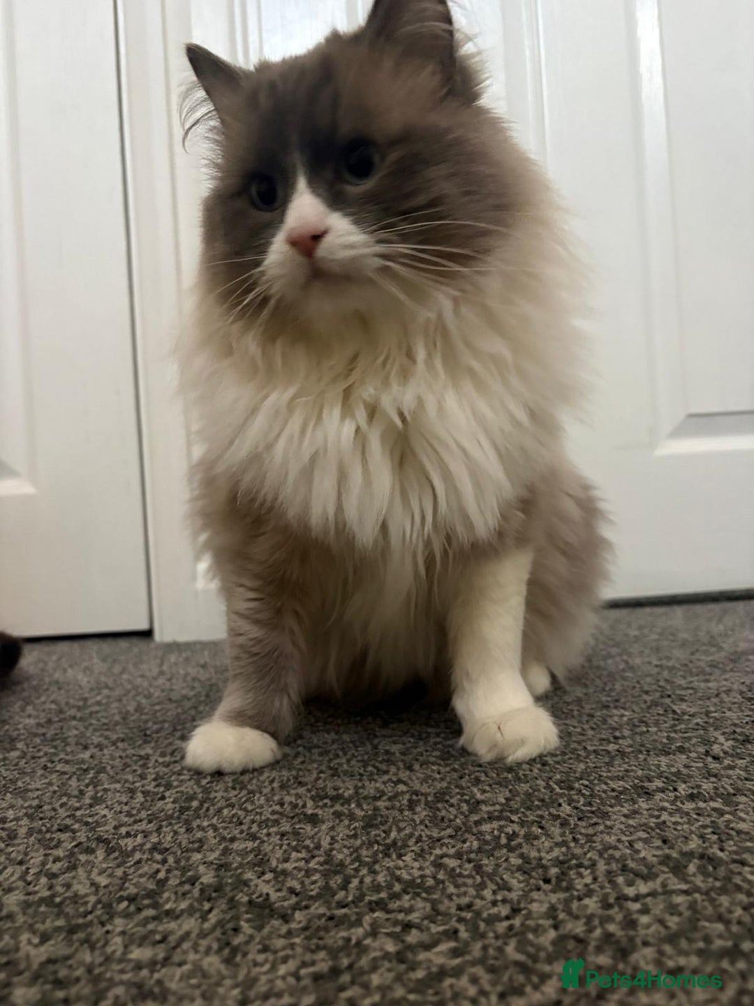 Ragdoll cats for sale: 💙 Stunning 2-Year-Old GCCF Registered Ragdoll Boy - Advert 15