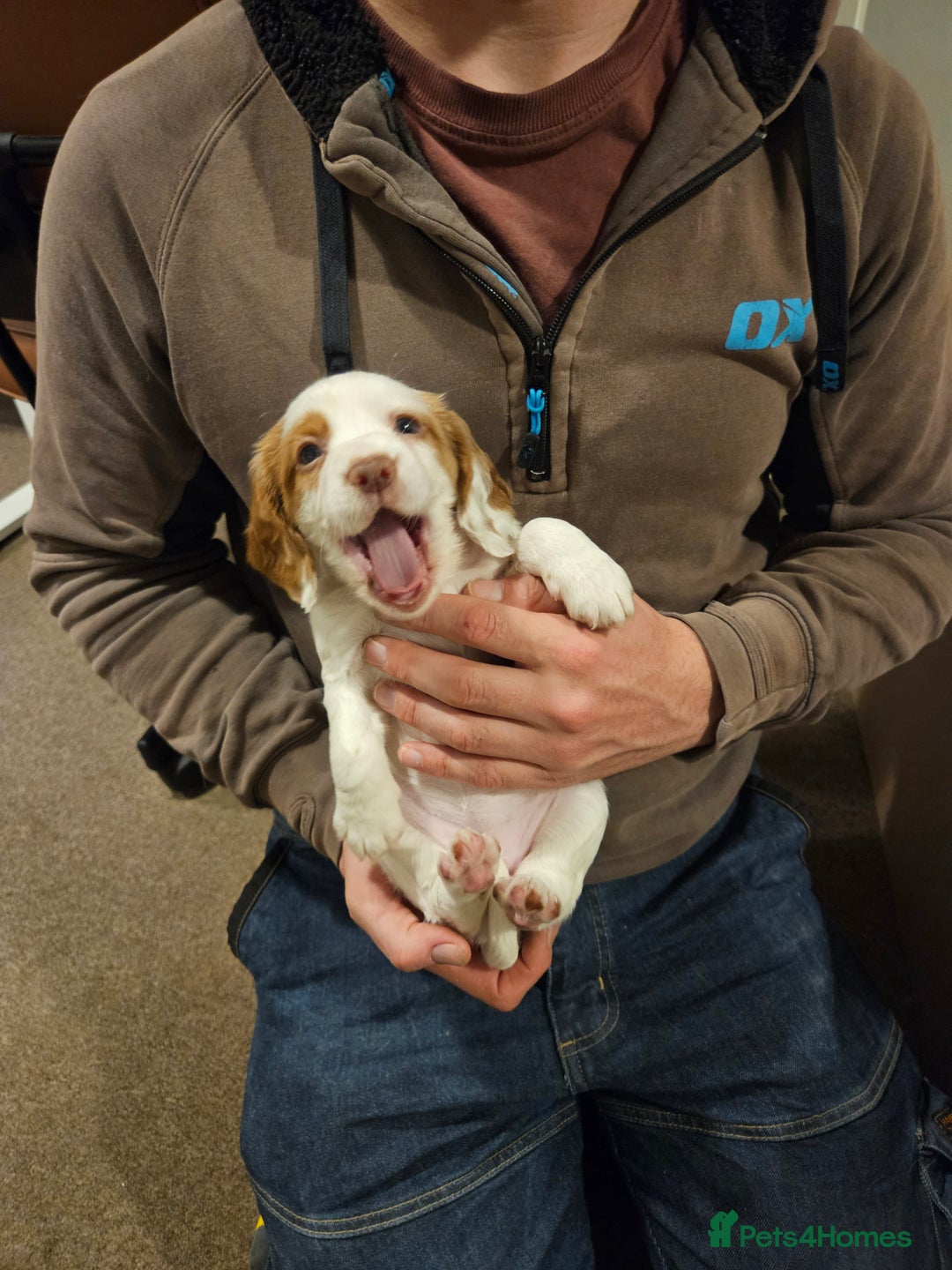 Cocker Spaniel dogs for sale: KC Working Cocker Spaniel Puppies - Advert 12