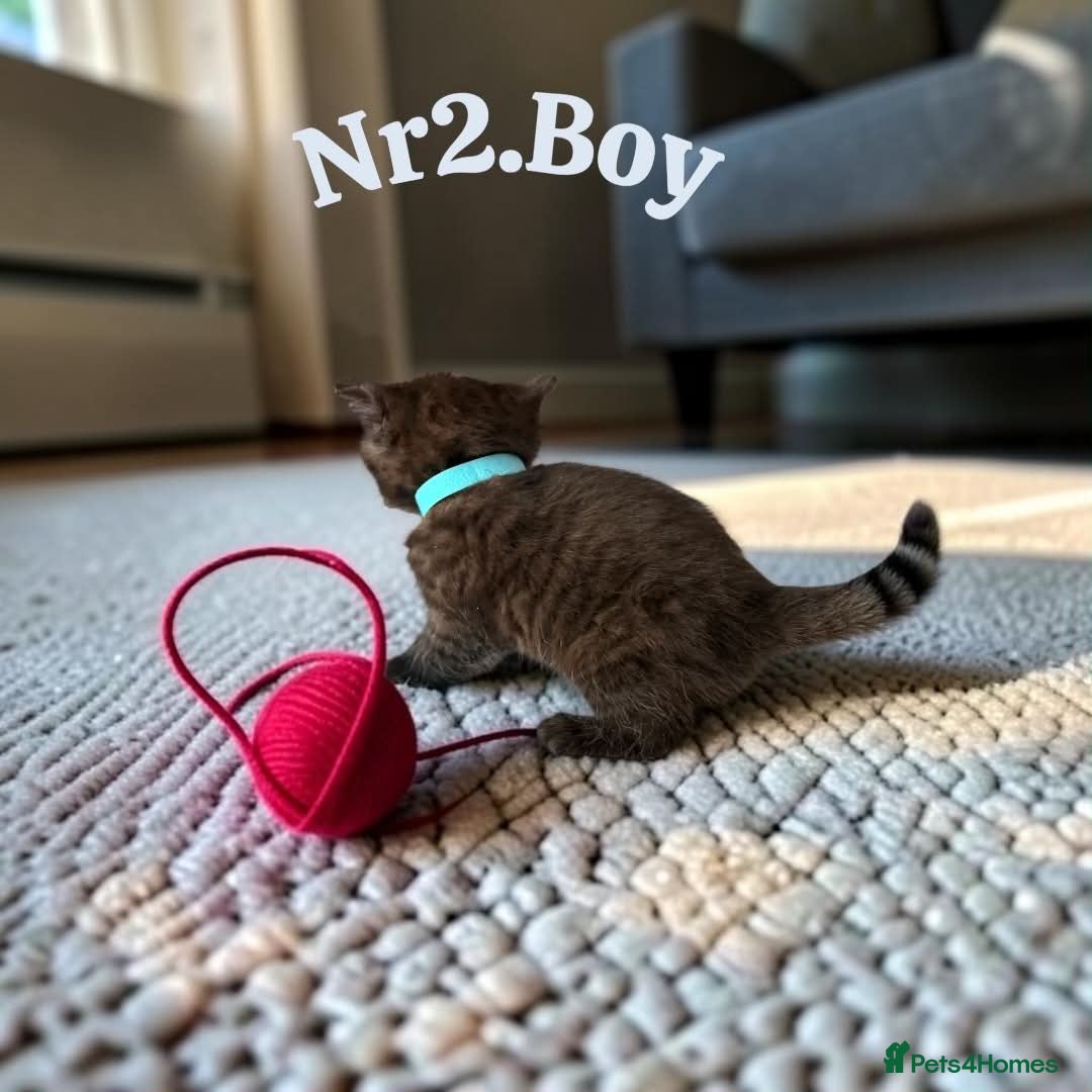 Scottish Fold cats for sale: 6 Pedigree Scottish Fold and Straight Kittens - Advert 28