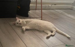 Mixed Breed cats for sale: Two sisters in need of new home  - Image 6