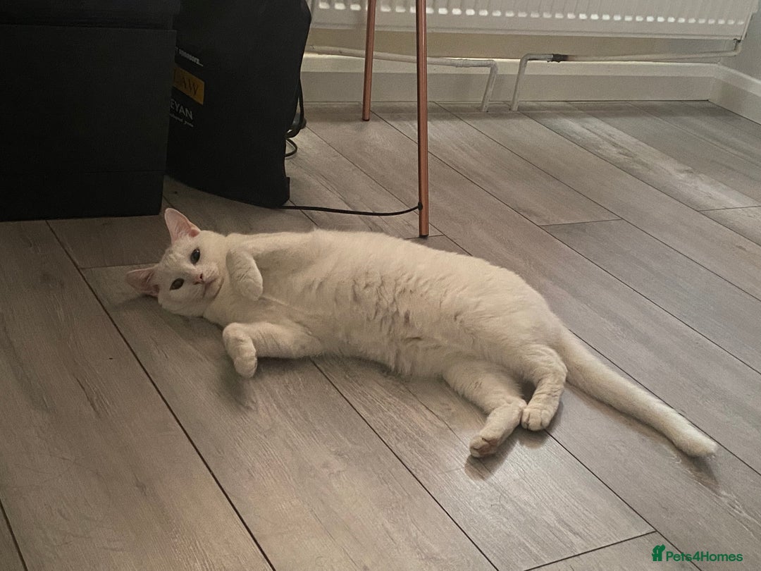 Mixed Breed cats for sale: Two sisters in need of new home  - Image 6