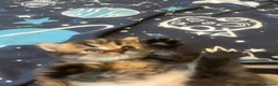 Persian cats for sale: Beautiful Persian babies  - Advert 7