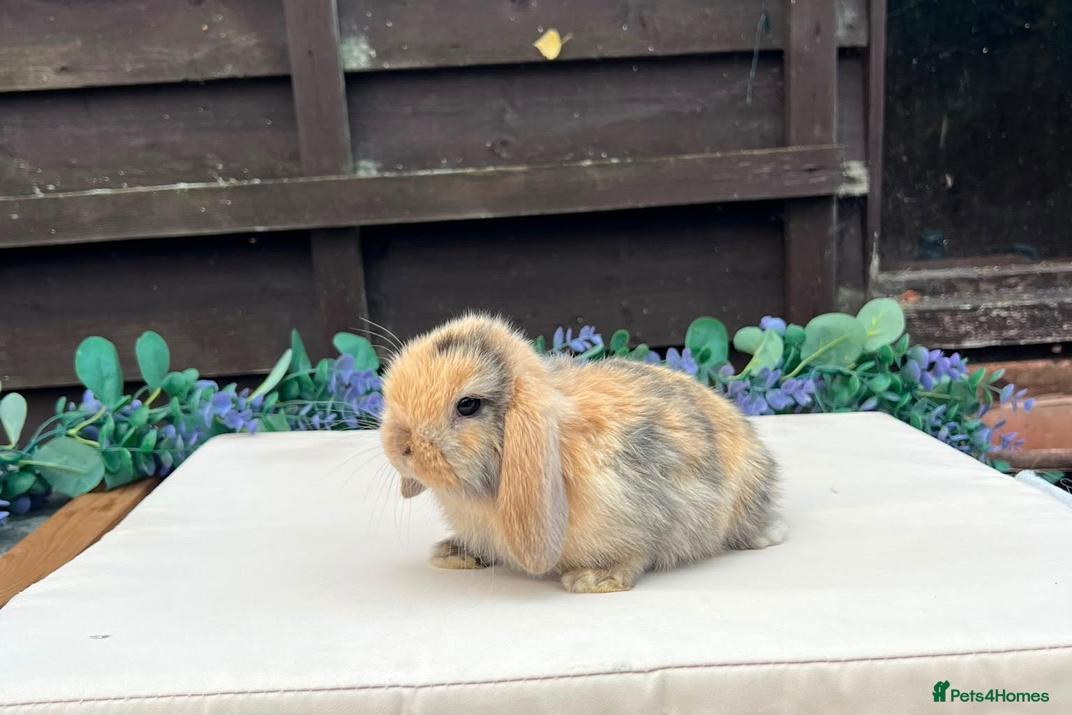 Mini Lop rabbits Pure bred mini lops - Advert 1