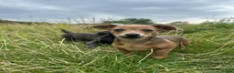 Dachshund dogs for sale: Gorgeous Dachshunds puppies  - Advert 6