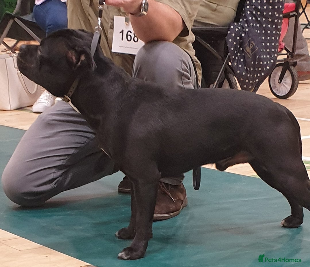 Staffordshire Bull Terrier dogs for stud: Black/Brindle and White Show quality Boy for Stud - Advert 5