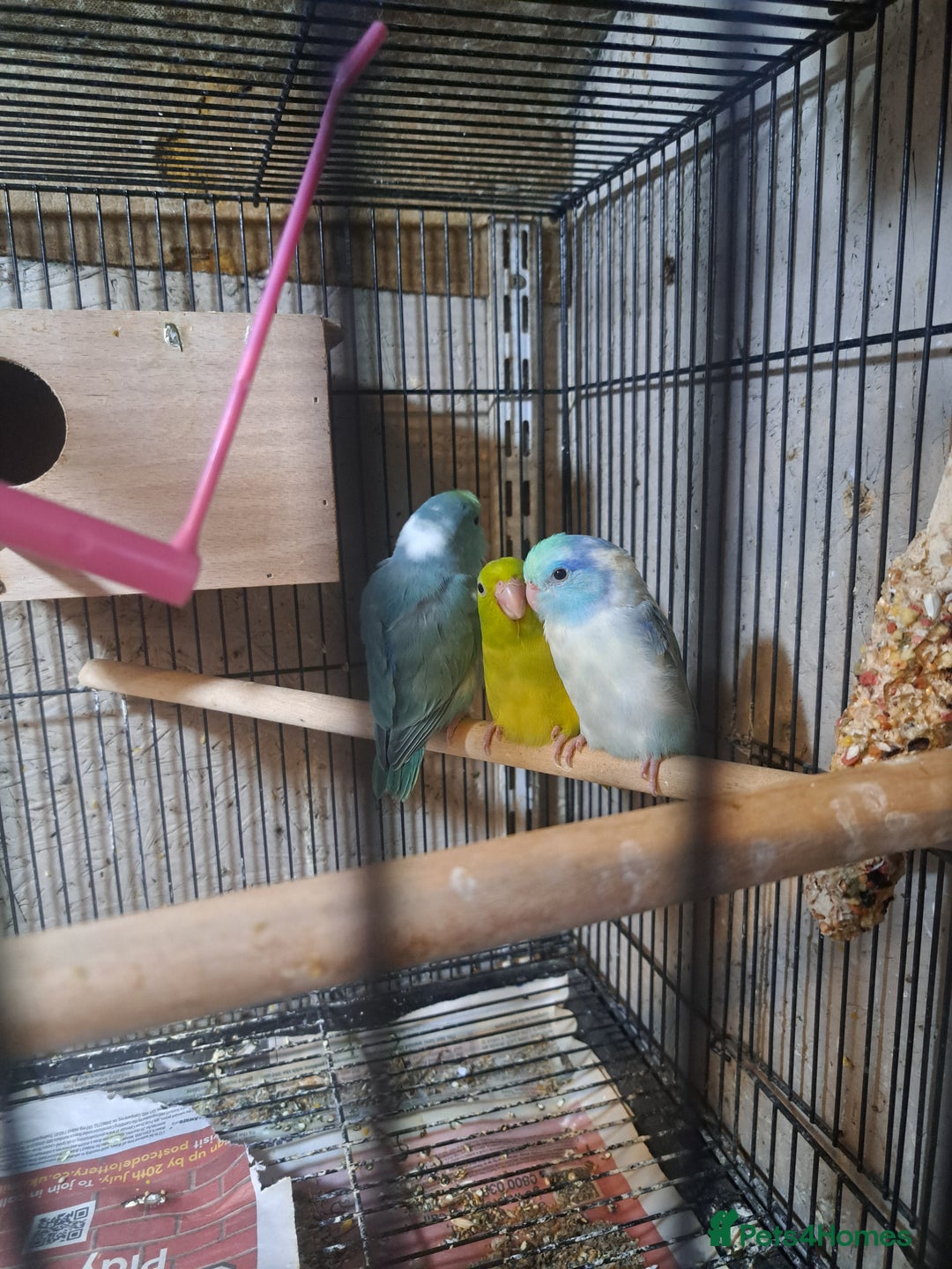 Parrots birds for sale: Three young parrolets  - Advert 2