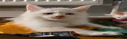 Maine Coon cats for sale: ✨🐾 MEET YOUR FUTURE MAINE COON COMPANION 🐾✨ - Advert 13